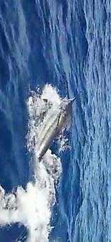 señor majestuoso White Marlin Gran Canaria