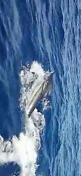 Mr Majestic White Marlin Gran Canaria