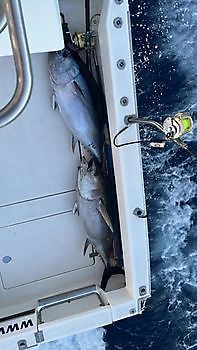 atún patudo White Marlin Gran Canaria