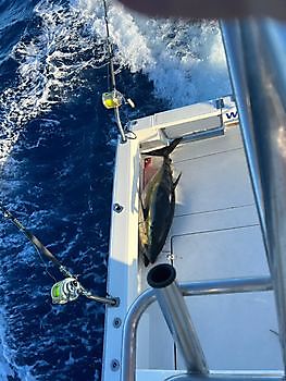And one more. White Marlin Gran Canaria