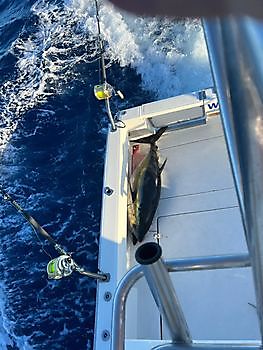 Y uno más White Marlin Gran Canaria