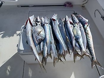 Barracuda White Marlin Gran Canaria