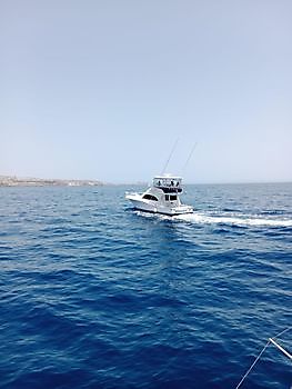 Marzo White Marlin Gran Canaria