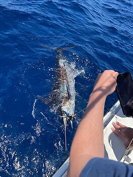Julio White Marlin Gran Canaria