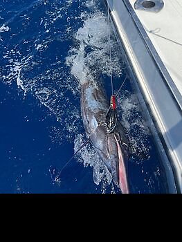 Julio White Marlin Gran Canaria