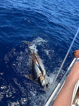 Julio White Marlin Gran Canaria