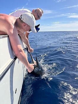Julio White Marlin Gran Canaria