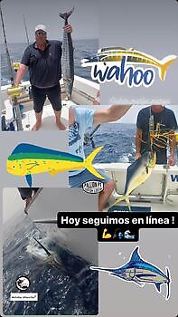 Julio White Marlin Gran Canaria