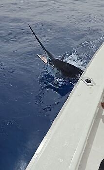 Julio White Marlin Gran Canaria