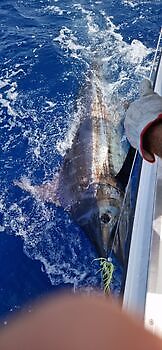 Agosto White Marlin Gran Canaria