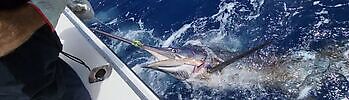 Agosto White Marlin Gran Canaria