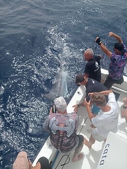 Agosto White Marlin Gran Canaria