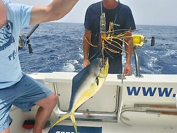 Agosto White Marlin Gran Canaria