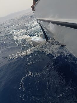 Agosto White Marlin Gran Canaria