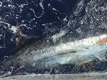 Agosto White Marlin Gran Canaria