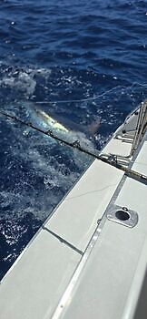 Septiembre White Marlin Gran Canaria