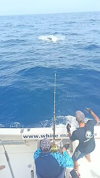 Septiembre White Marlin Gran Canaria