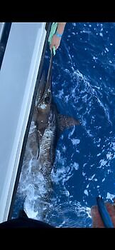 Octubre White Marlin Gran Canaria