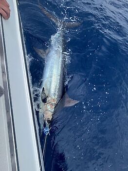Octubre White Marlin Gran Canaria