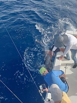 Octubre White Marlin Gran Canaria