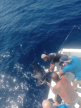 Octubre White Marlin Gran Canaria