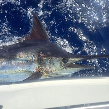 Octubre White Marlin Gran Canaria