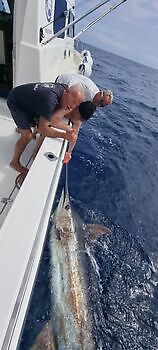 Octubre White Marlin Gran Canaria