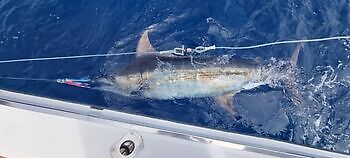 Octubre White Marlin Gran Canaria