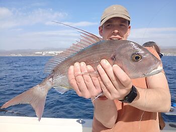 Atún del Atlántico White Marlin Gran Canaria