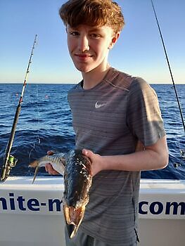 Grote middag 🎣🔥🎣 White Marlin Gran Canaria