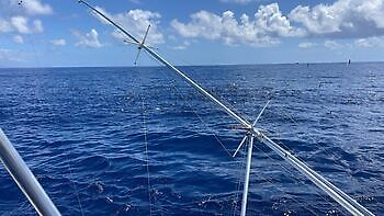 ¡¡¡Día en el arrecife!!! White Marlin Gran Canaria