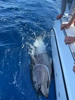 Blauwvintonijn!!!! White Marlin Gran Canaria