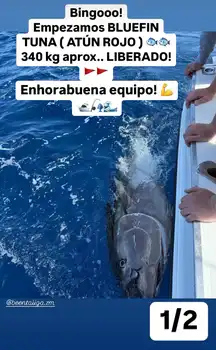 Blauflossenthun und Wahoo … White Marlin Gran Canaria