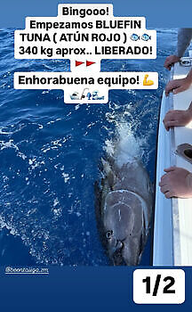 ¡¡¡Mediojuros!!! White Marlin Gran Canaria