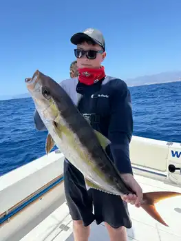 !!!Mediojuros !!! White Marlin Gran Canaria