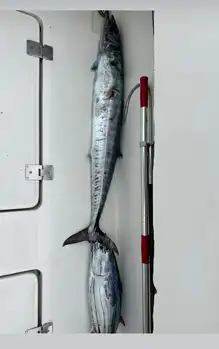 Wahoo,wahoo !!! White Marlin Gran Canaria