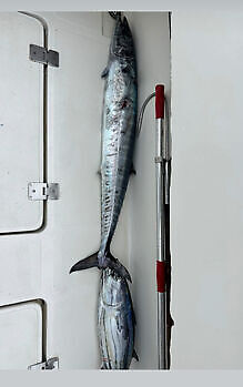 ¡¡¡Guau, guau!!! White Marlin Gran Canaria