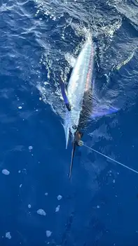 White Marlin,Bluefin Tuna!!! - White Marlin Gran Canaria