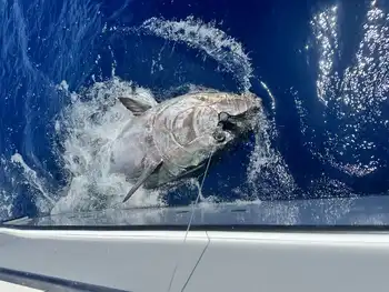 White Marlin,Bluefin Tuna!!! White Marlin Gran Canaria