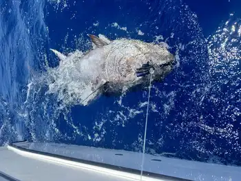 White Marlin,Bluefin Tuna!!! White Marlin Gran Canaria