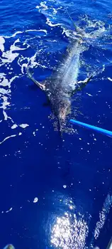 ¡¡¡Bingoo!!! ¡¡¡Marlín azul!!! White Marlin Gran Canaria
