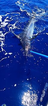 Días perfectos !!! White Marlin Gran Canaria