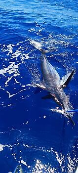 Días perfectos !!! White Marlin Gran Canaria