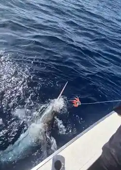 Marlin Azul 240/260kg !!! White Marlin Gran Canaria