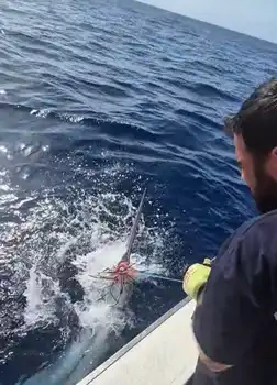 Marlin Azul 240/260kg !!! White Marlin Gran Canaria