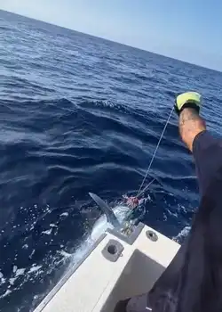 Marlin Azul 240/260kg !!! White Marlin Gran Canaria
