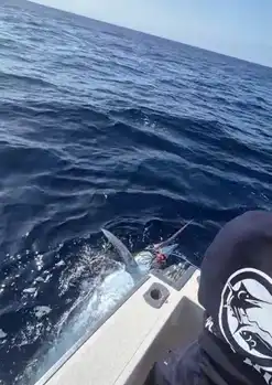 Marlin Azul 240/260kg !!! White Marlin Gran Canaria
