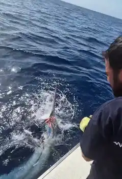 Marlin Azul 240/260kg !!! White Marlin Gran Canaria