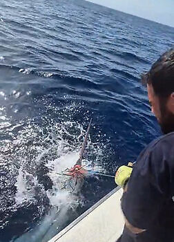 Marlin azul, peto, mahi mahi, atún barrilete….. White Marlin Gran Canaria