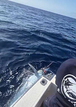 Marlin azul, peto, mahi mahi, atún barrilete….. White Marlin Gran Canaria